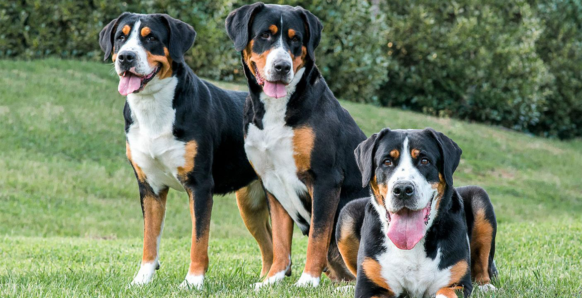 Greater Swiss Mountain Dog Puppies For Sale / Greater Swiss Mountain
